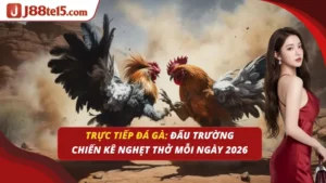 trực tiếp đá gà
